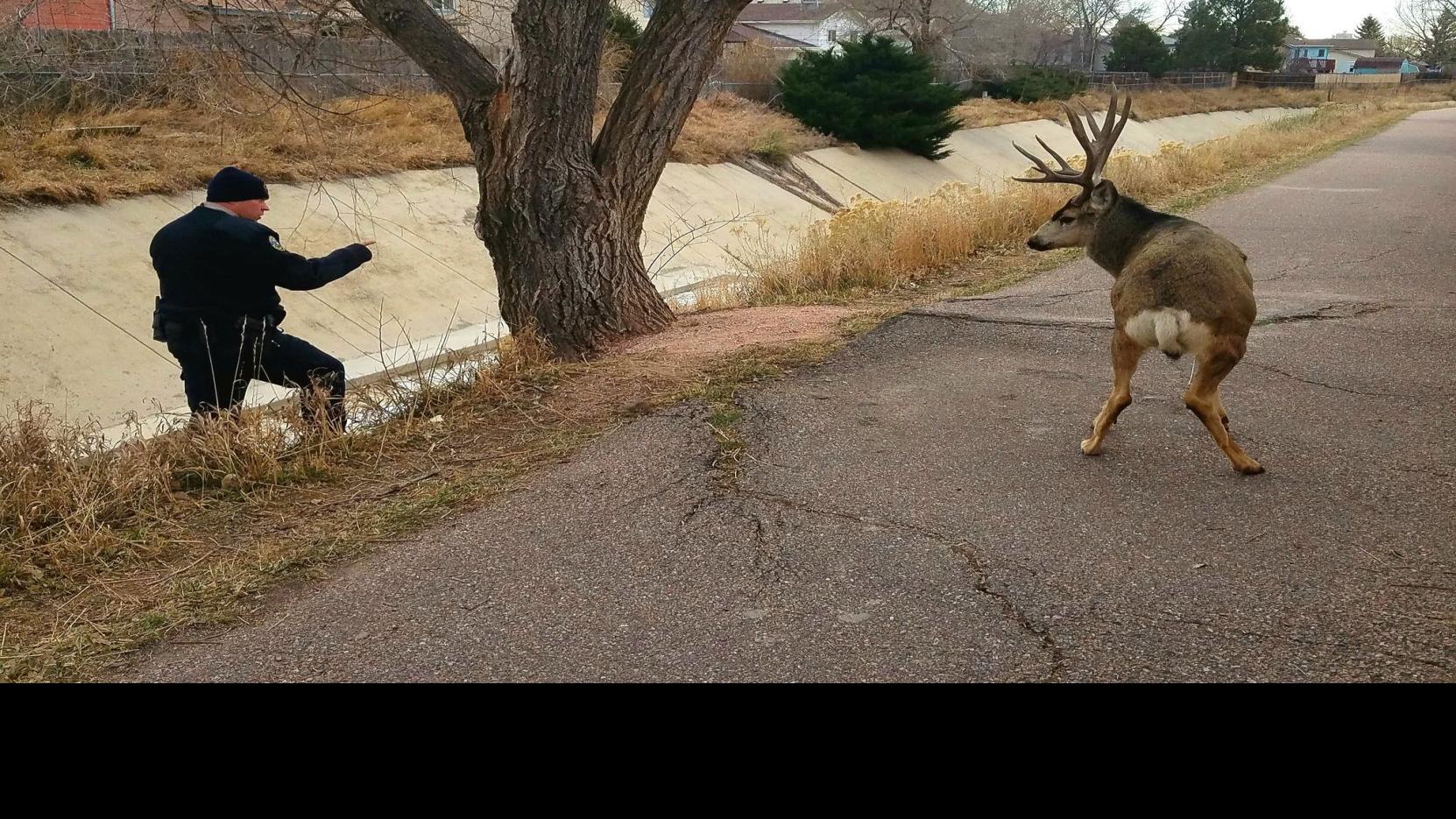 Urban Hunt To Control Colorado Springs Deer Population Tabled