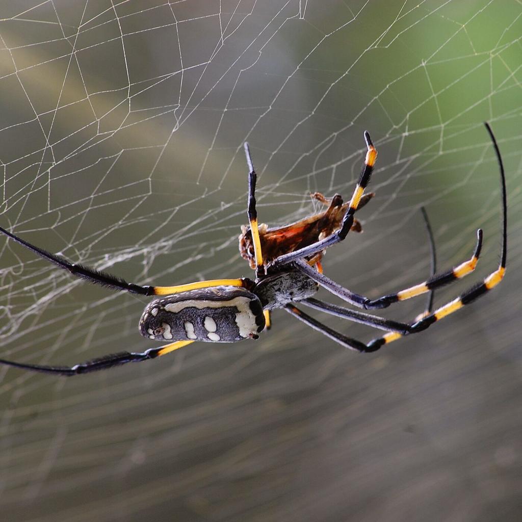 Spiders of the United States & Canada - AdventureKEEN Shop