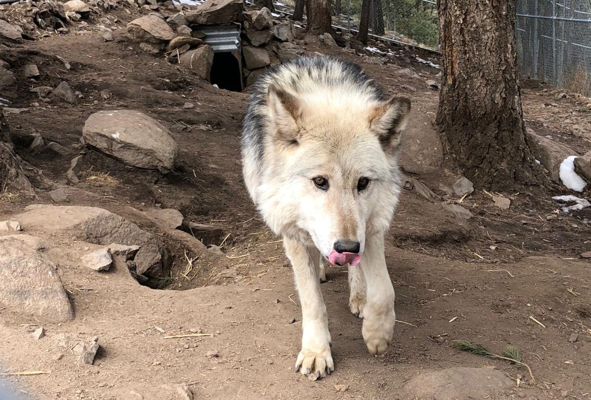 Meeting these wolves wonÔÇÖt cost you a dime (but you can donate, theyÔÇÖre expanding)