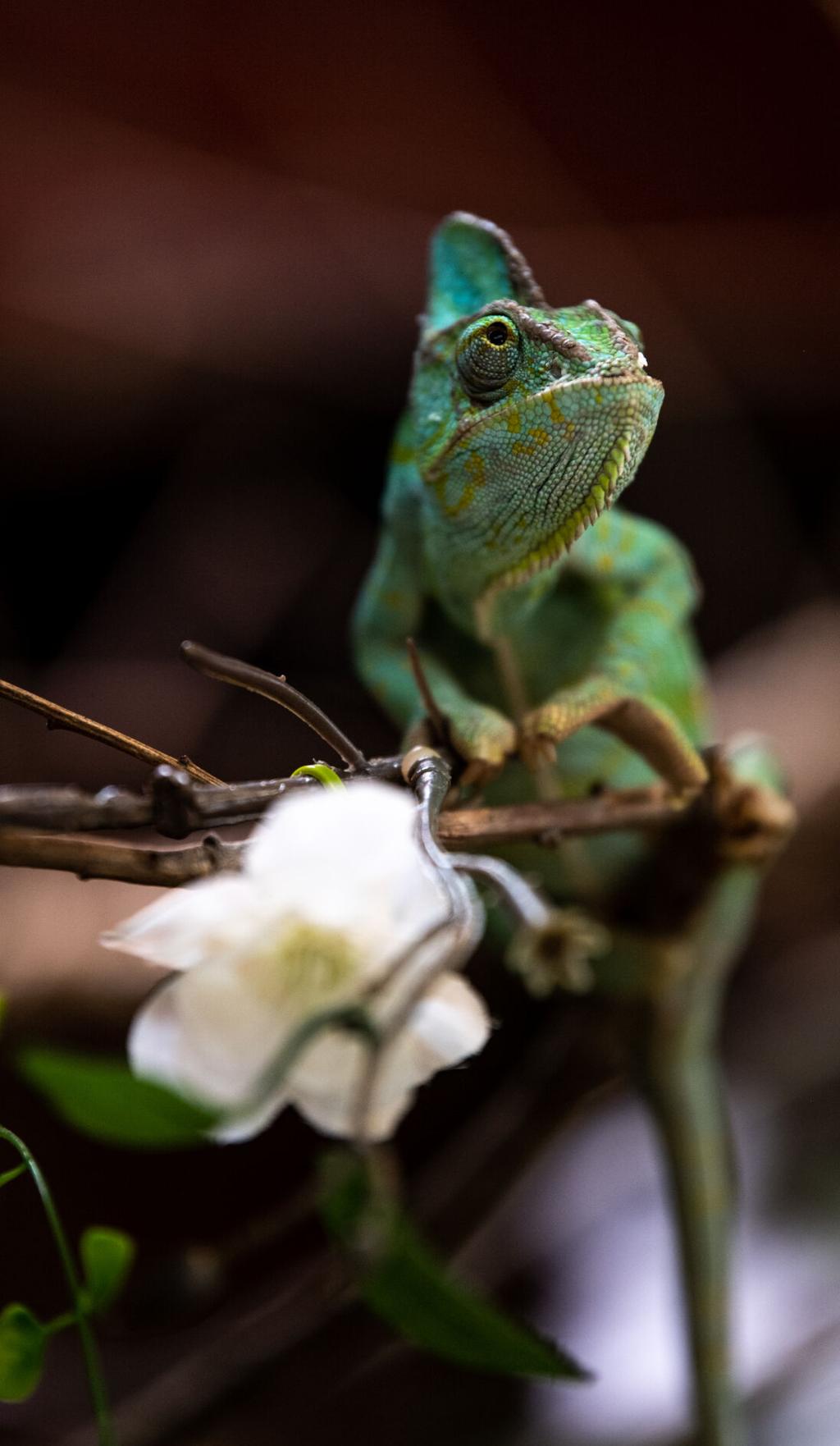 Chameleon Baby Boom in iSimangaliso in the month of Love