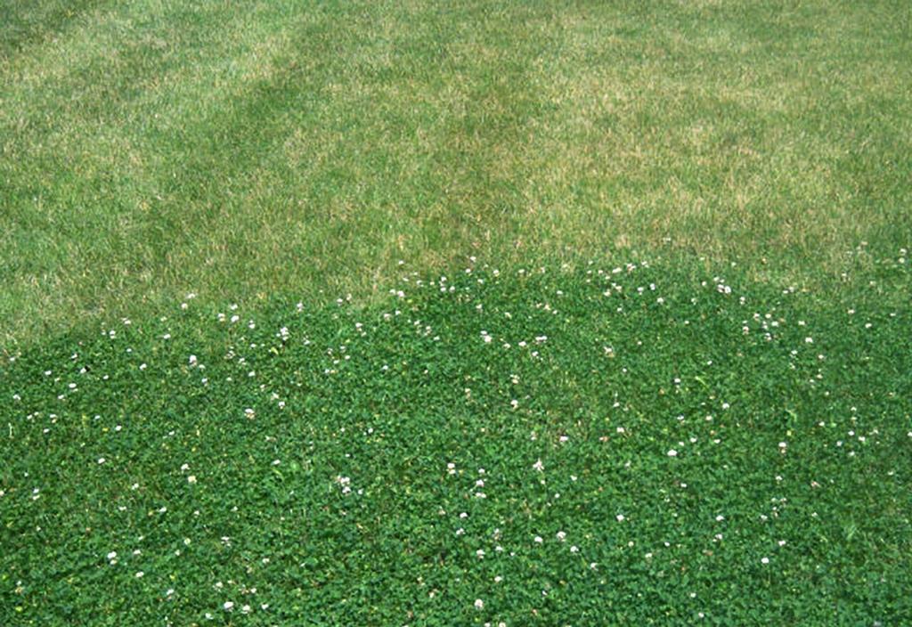 white clover lawn