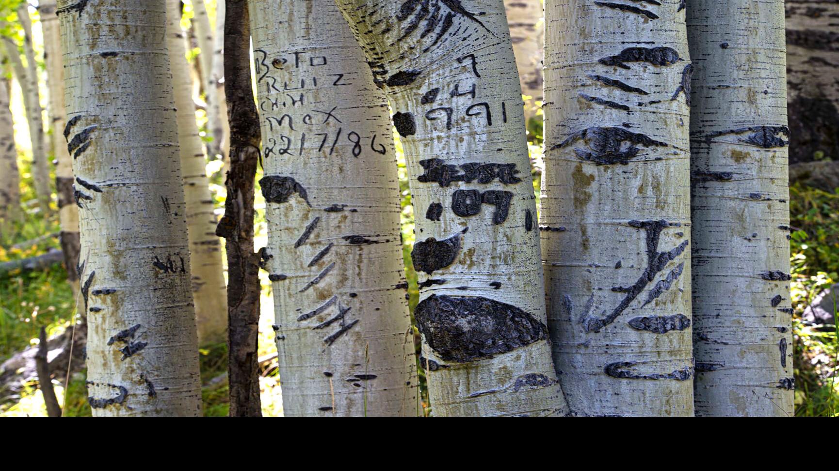 What You Re Really Doing When Carving An Aspen Tree In Colorado Lifestyle Gazette Com