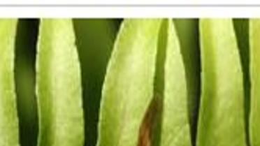 Colorado S Mild Winter And Warm Spring Leave A Sting An Increase In Wasps Colorado Springs News Gazette Com