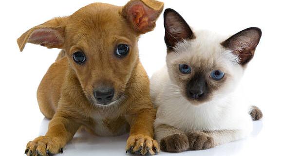 Colorado Springs pet related information and events starting March 8 | Events