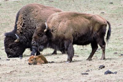 American Bison
