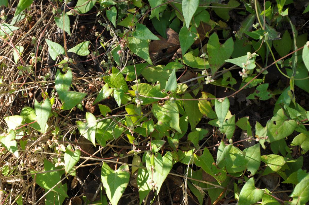Year Round Gardening Field Bindweed Control Colorado Springs News Year Round Gardening Field Bindweed Control