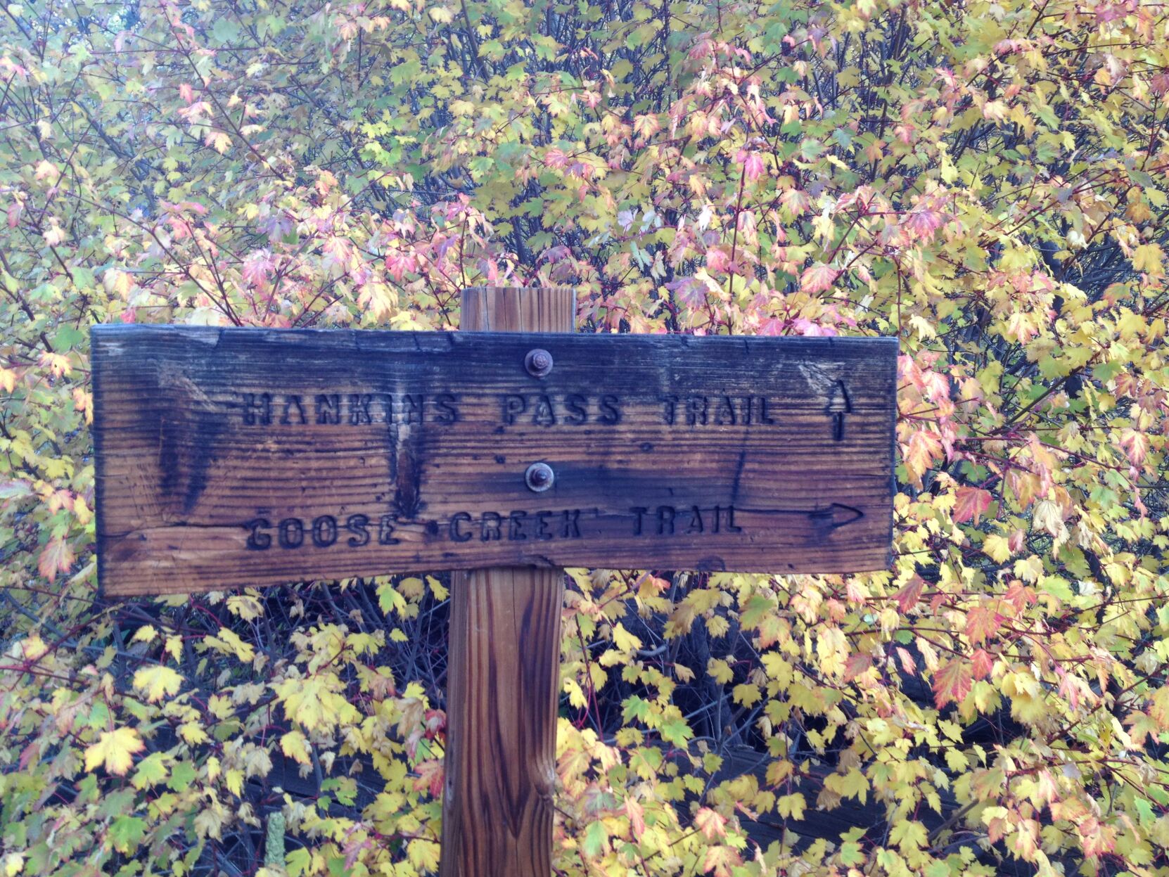 Bridges galore lead to Hankins Pass in Lost Creek Wilderness Take a Hike The Tribune gazette