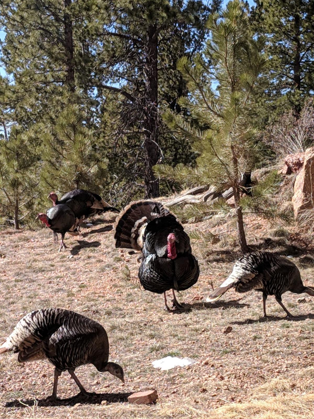 Spring has sprung, and Teller's wildlife is out and about