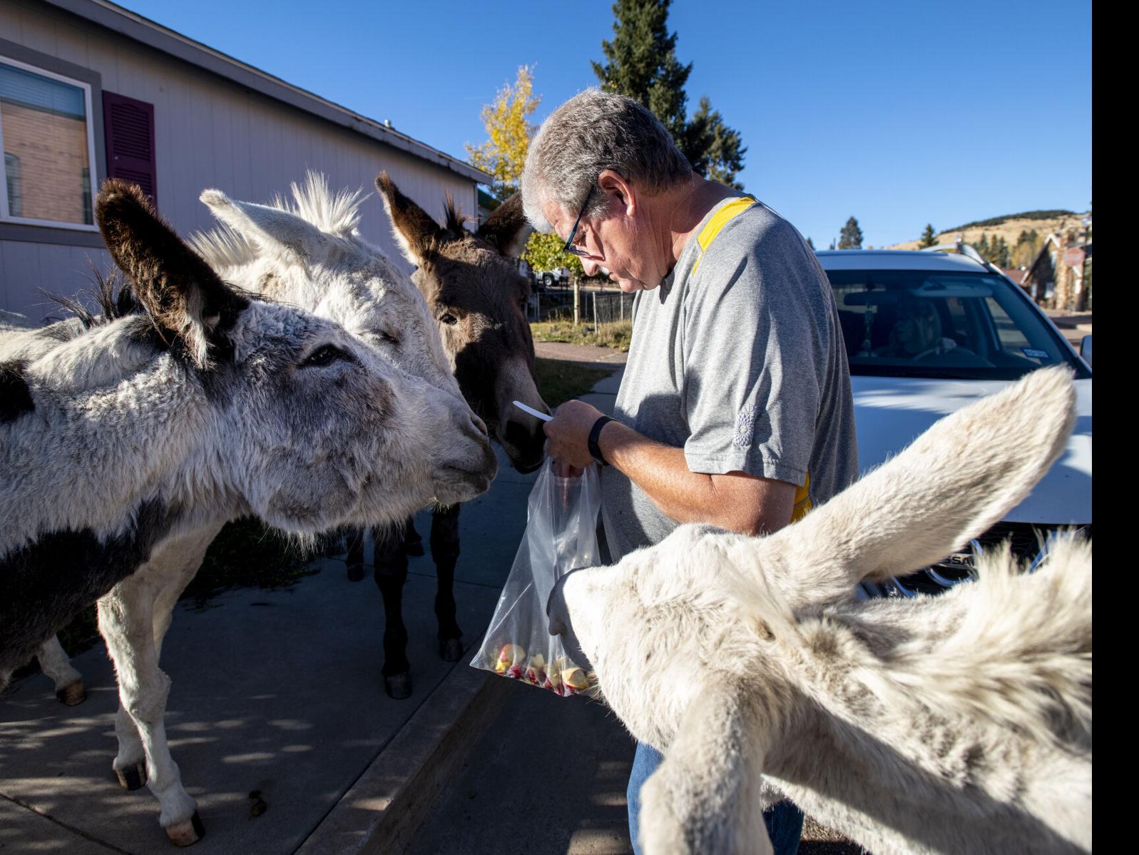 Cripple Creek Donkeys to be released May 15