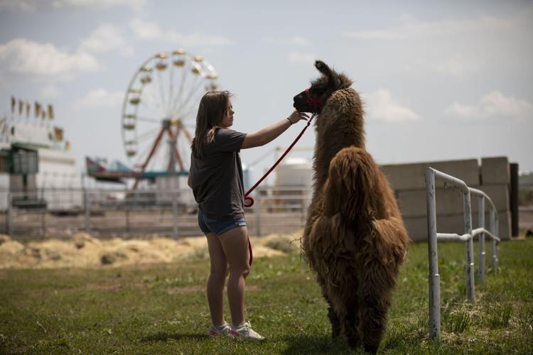 El Paso County Fair returns to Calhan, will feature full rodeo, new