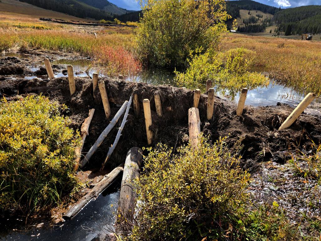 The beaver effect: How nature's engineers restore wetlands, control floods,  and protect rivers | Wildfires | gazette.com