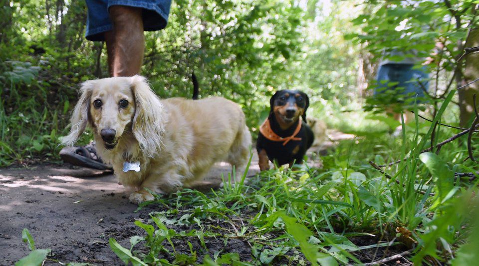 Hot dog is top dog when these Colorado Springs dachshund owners get together