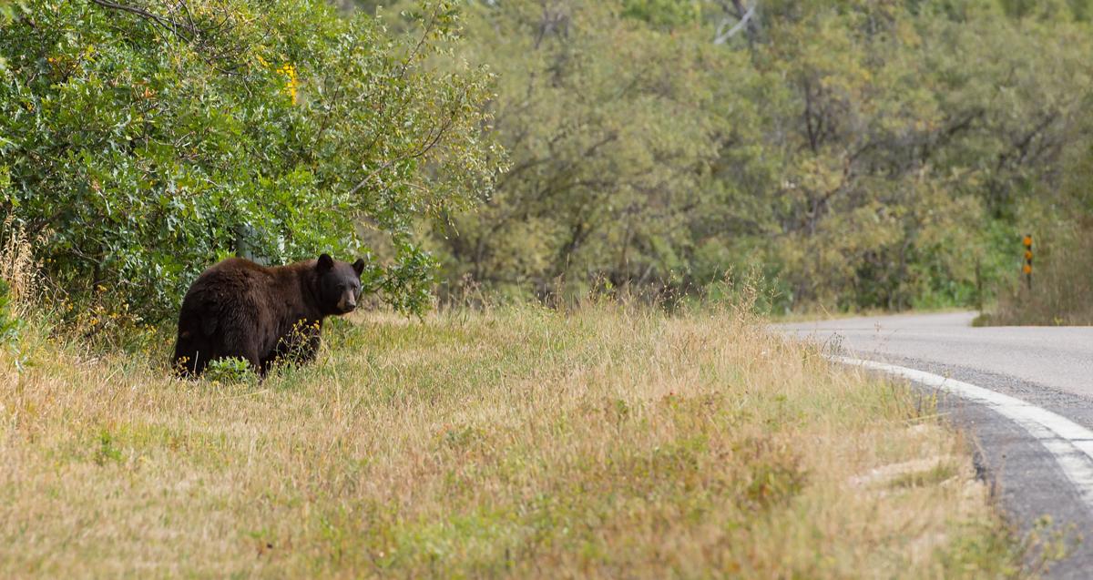 A black bear walks along the Highway of Legends, Colorado Highway 12, in the Cuchara Valley Tuesday, Sept. 22, 2015, while searching for food. The scenic byway extends 82 miles from Walsenburg to Trinidad. (The Gazette, Christian Murdock)