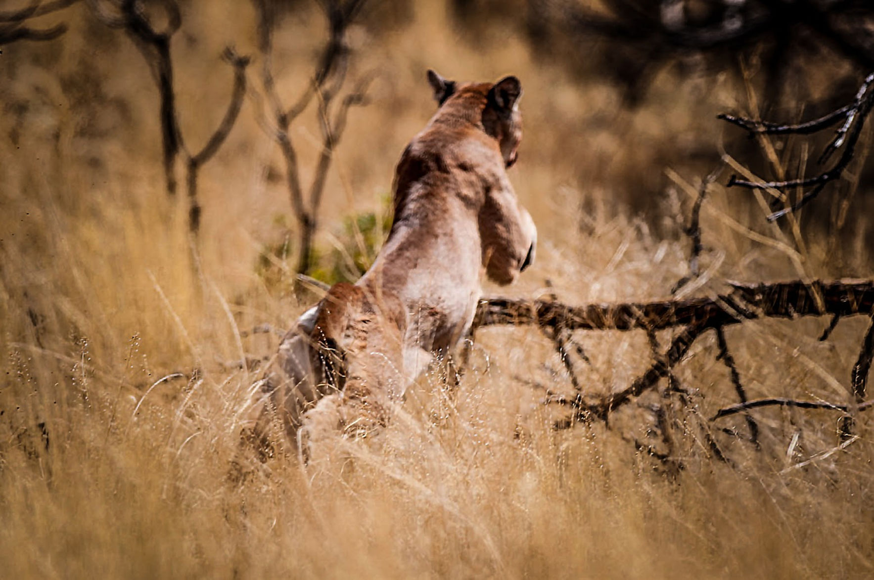 what to do if you encounter a mountain lion what to do if you encounter a mountain lion