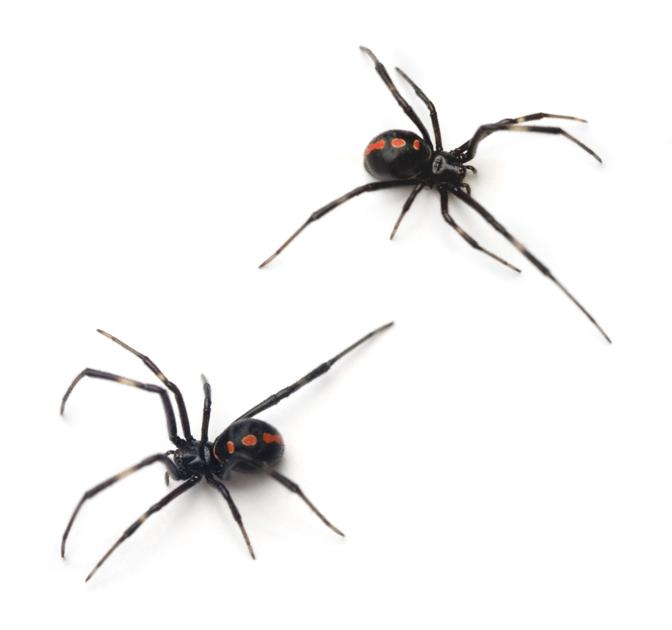Black Spider With White Spot On Back Colorado / False Black Widow Spider Facts Bite Habitat Information / When googling 'black spider red back' all i got was the australian redback spider.
