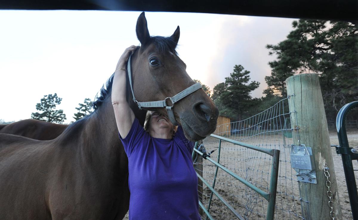 At Reckless Ranch on Burgess Rd., Norma Helliwell puts a halter on one of her horses to get it ready for her husband to return with the horse trailer. Her husband was evacuating some of their horses. Minutes later Helliwell was ordered to evacuate, because the fire was comng over the hill. She had to leave the horses behind. (Jerilee Bennett/The Gazette)