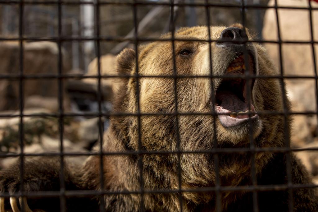 Featured Animals - Grizzly Bear - CMZoo