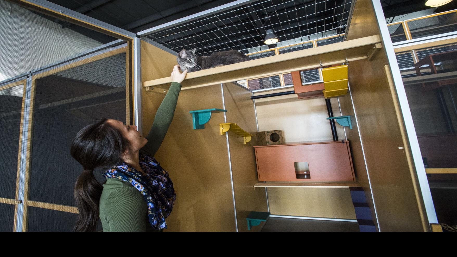 New Cat Hotel In Colorado Springs Offers Different Boarding Option