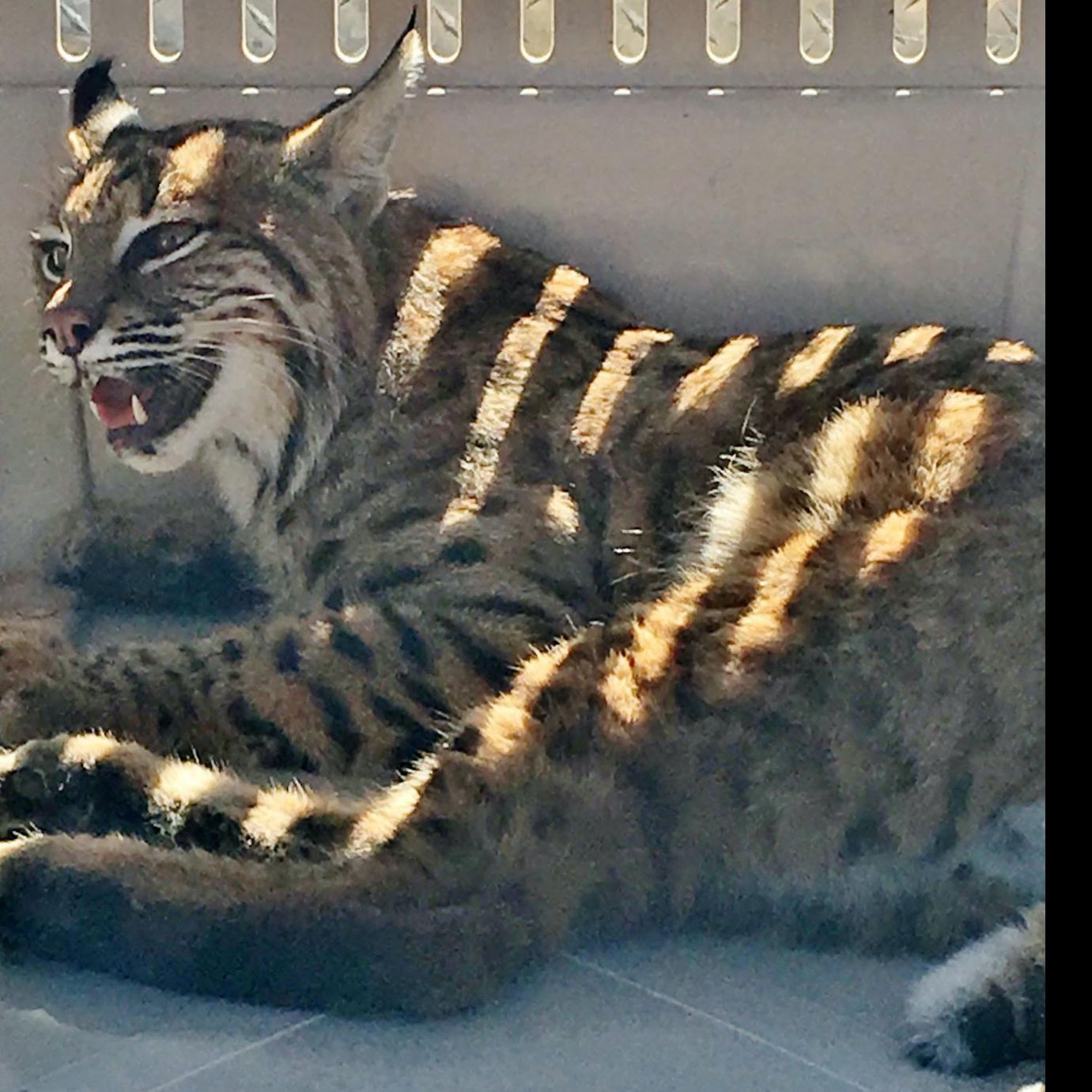 Colorado Springs Woman Puts Injured Bobcat In Car With Child