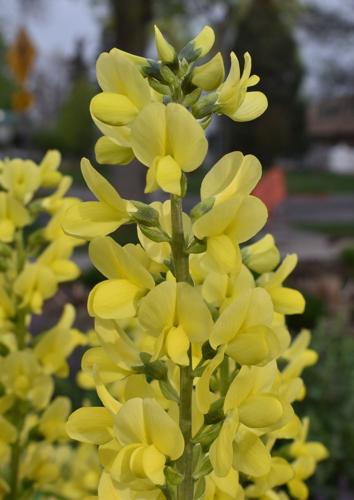 Thermopsis_lupinoides_Golden_Candles_c_05.12.2022PlantSelect.-4.jpg