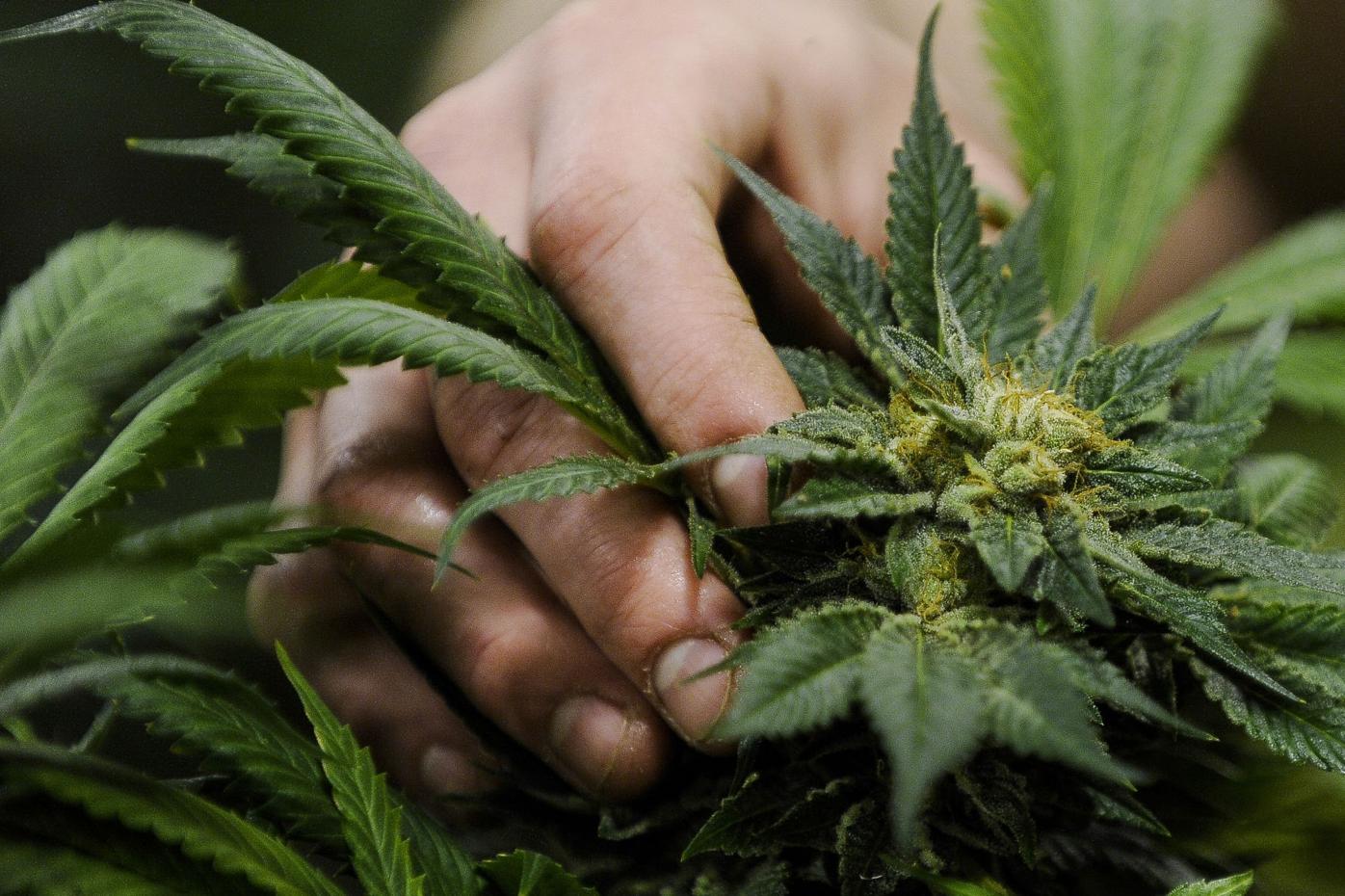 Eagle County issues eight retail marijuana licenses