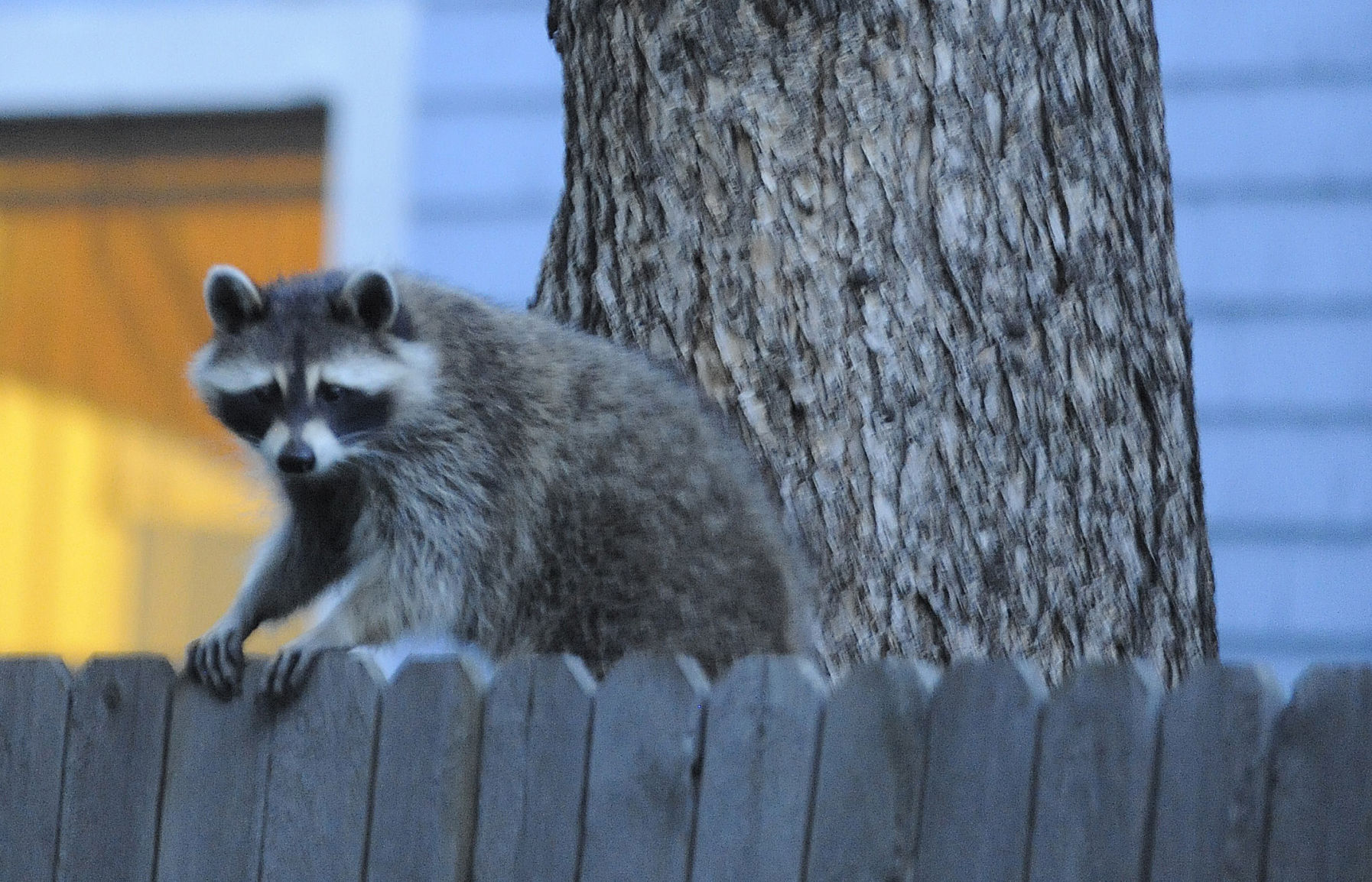 Raccoon whisperer on online youtube