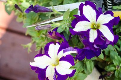 Year Round Gardening Keep Flowers Looking Their Best Through Year Round Gardening Keep Flowers