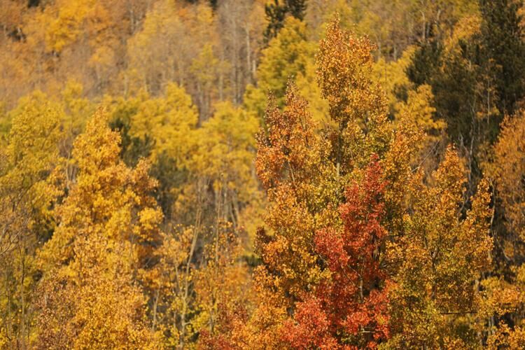 colorado fall colors report