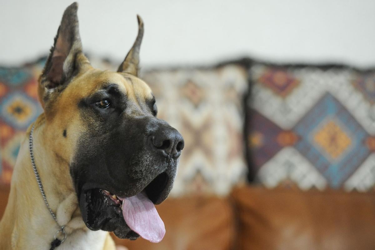 Pikes Peak Pooch Competes At Westminster Lifestyle Gazette Com