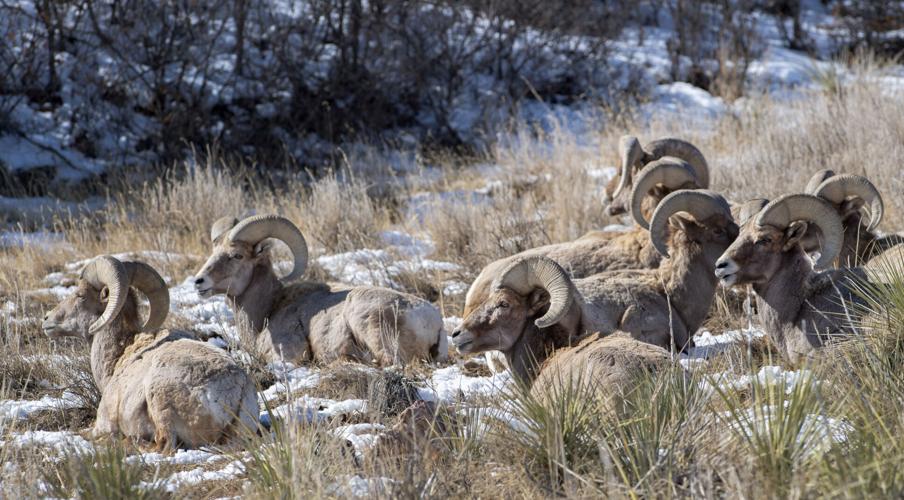 Bighorn sheep bask in the sun at Garden of the Gods