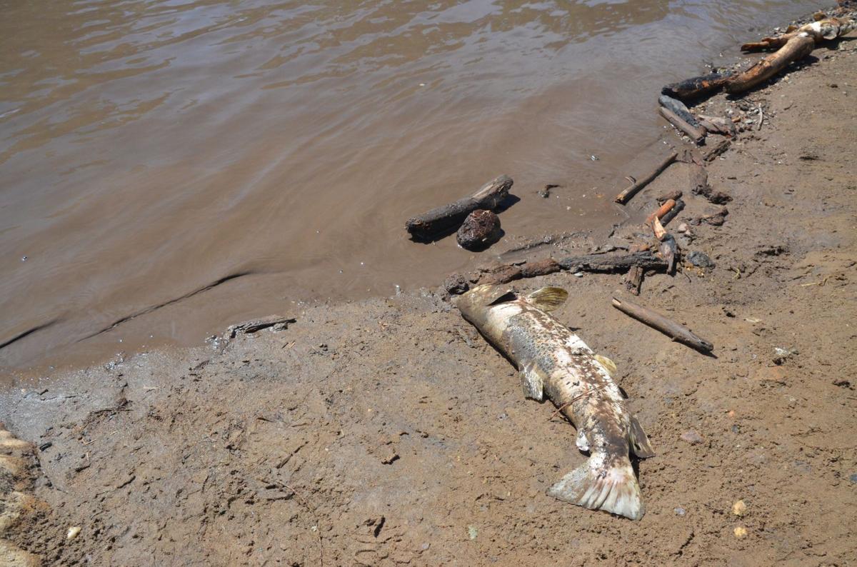 thousands of fish in