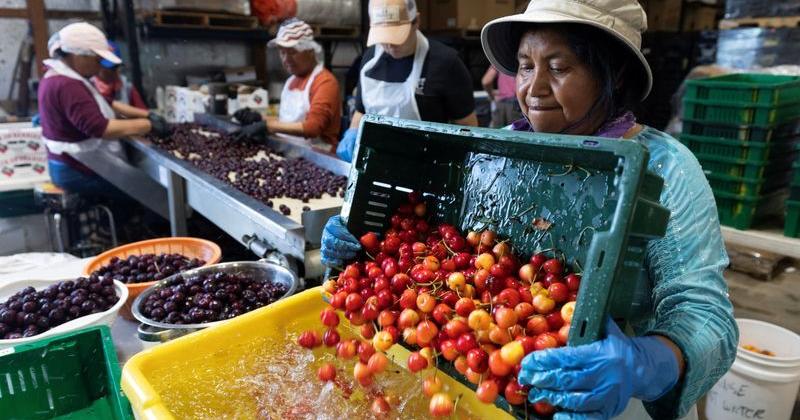 In Michigan’s cherry country, the federal safety net is fraying