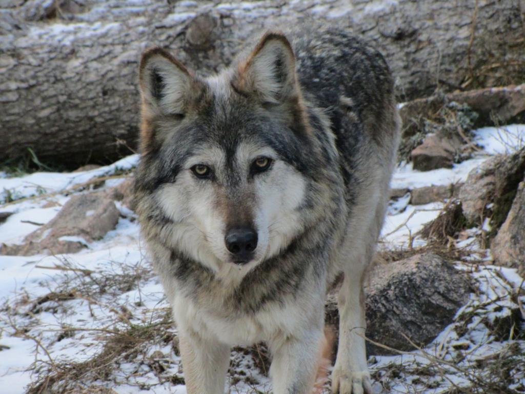 Gray Wolf - Cougar Mountain Zoo