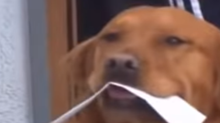 Golden Retriever Brings Supplies To Quarantined Manitou Springs Neighbor Colorado Springs News Gazette Com