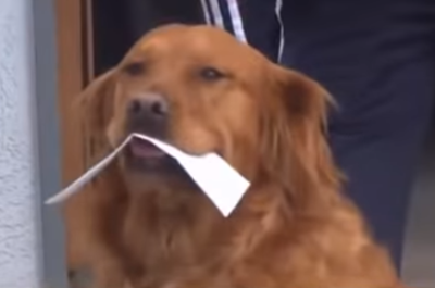 Golden Retriever Brings Supplies To Quarantined Manitou Springs Neighbor Colorado Springs News Gazette Com