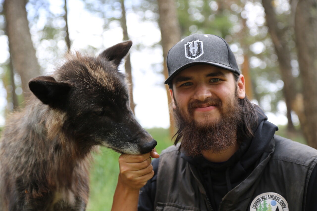 The Unexpected Relationship Between Wolves And Ravens