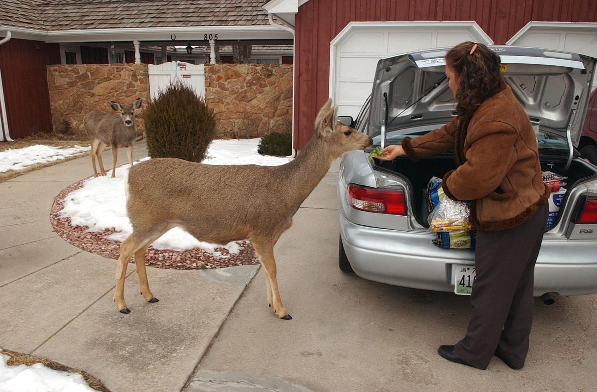 Feeding Wild Animals Is Illegal For Good Reason Wild About