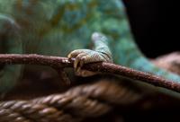 Have you seen a chameleon in real life? – From Jane M. Mason
