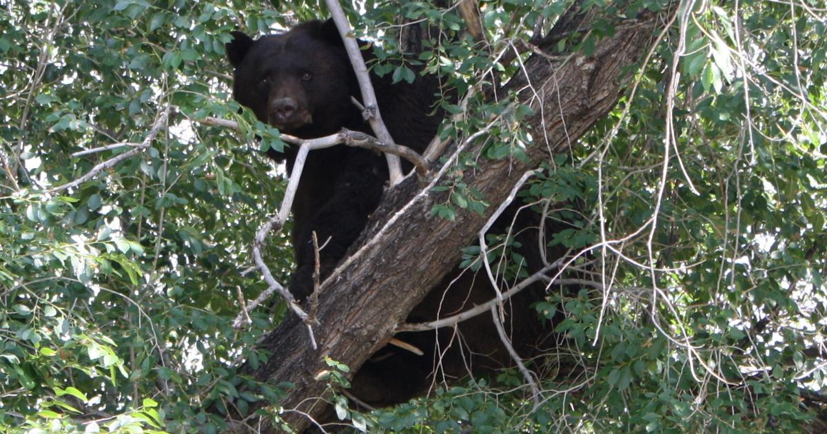 Wildlife officers help bear escape manhole in Colorado Springs neighborhood