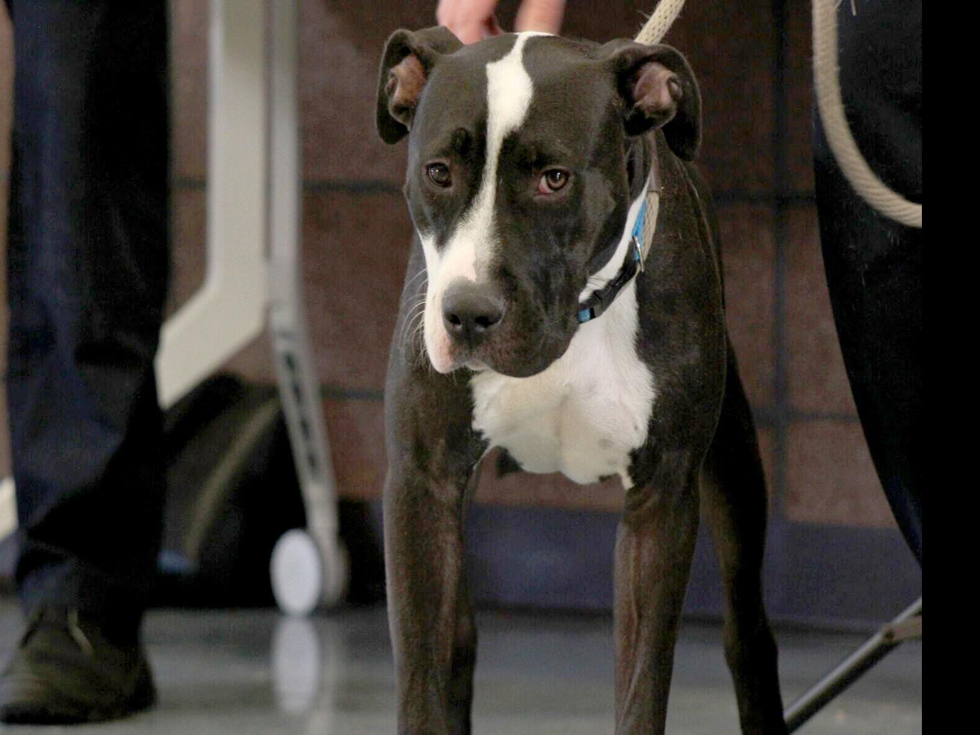 first adoptable pit bull