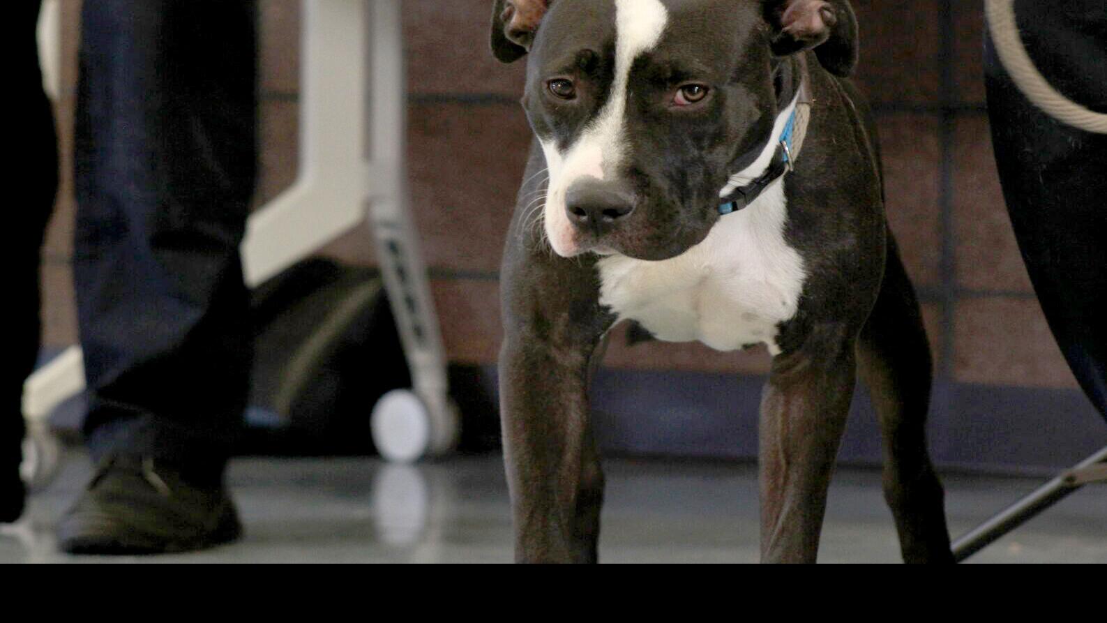 first adoptable pit bull