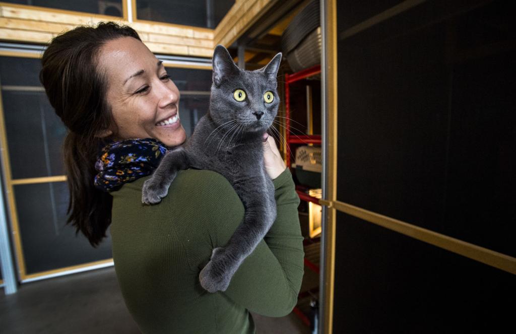 New Cat Hotel In Colorado Springs Offers Different Boarding Option