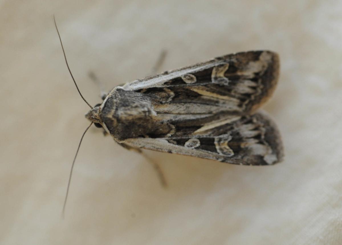 How Big Do Miller Moths Get