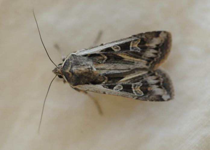 Miller moths have arrived in Colorado. The damp weather may prolong