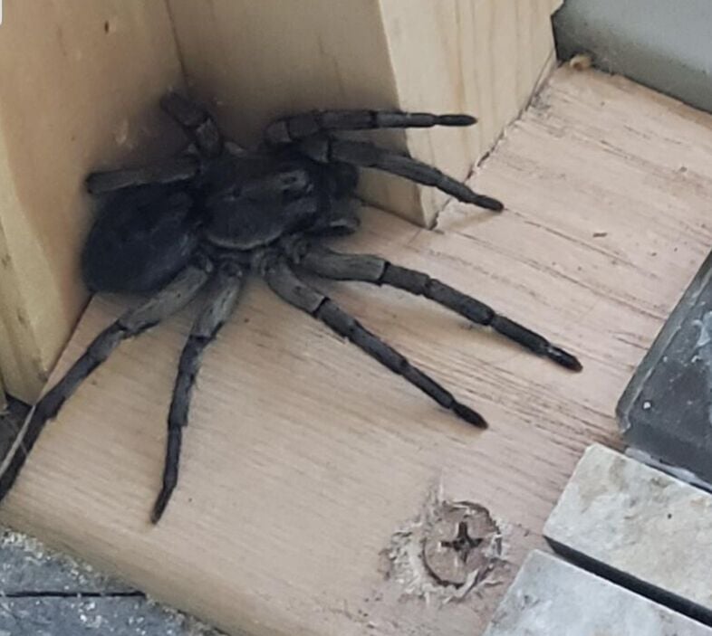 largest camel spider