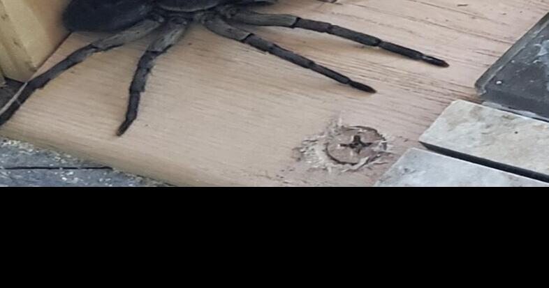 real man eating spider