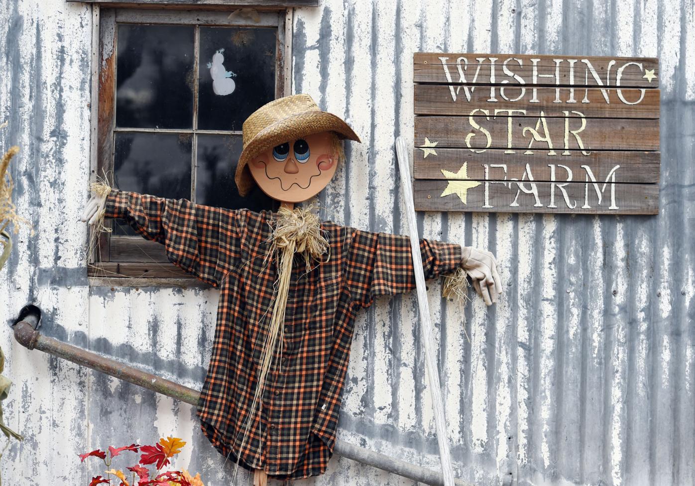 The Country Life Wishing Star Farm East Of Colorado Springs Rebounds After Devastating Attacks Lifestyle Gazette Com The Country Life Wishing Star Farm East Of Colorado Springs Rebounds After Devastating Attacks Lifestyle Gazette Com