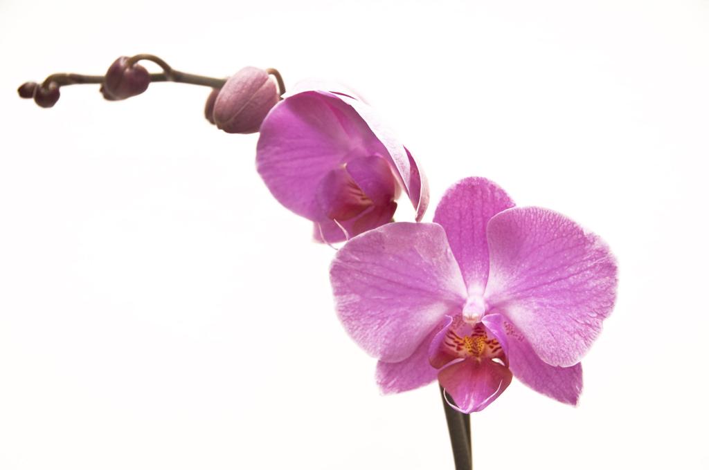Local Orchid Lovers Share Passion For Challenging Plants Lifestyle Gazette Com