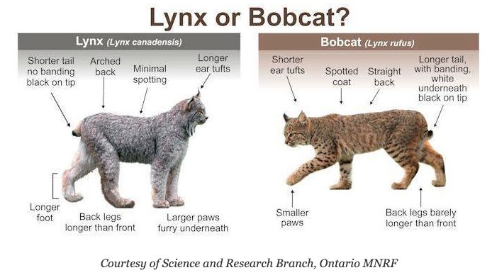 Bobcats and lynxes
