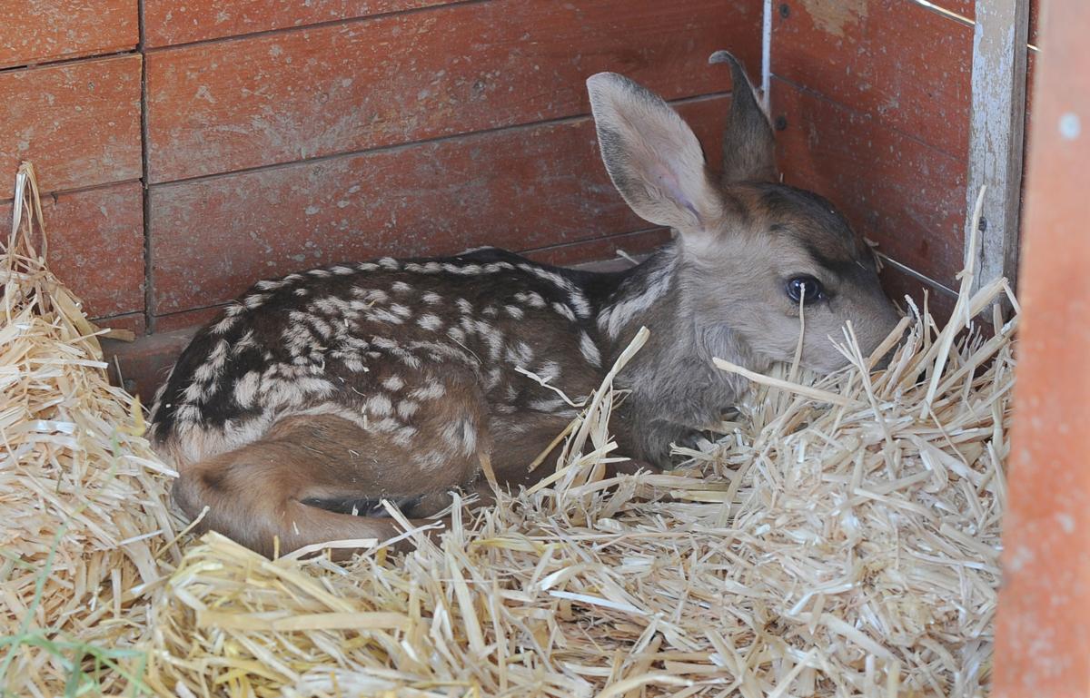 Yesterday during the Black Forest Fire, a firefighter rescued a week-old fawn from the fire. The fawn was taken to the Colorado Springs Therapeutic Riding Center late on Wednesday, June 12, 2013. The fawn wouldn't eat or stand last nightt. They are calling the fawn "Bambi", but have a goal of returning him to the wild someday Jamie Harrison was able to get the fawn to take a bottle today after research was done to see what kind of formula to use. There are 80-100 homes that are estimated to have burned in the Black Forest Fire in Colorado Springs, Colorado. (Jerilee Bennett/The Gazette)